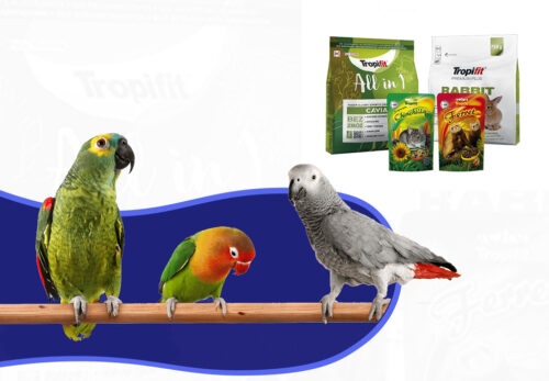 Everything Your Pet Needs to Be Healthy and Happy